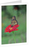 Monarch butterfly on flower by Anonymous