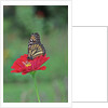 Monarch butterfly on flower by Anonymous