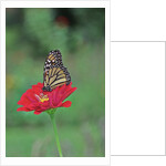 Monarch butterfly on flower by Anonymous