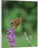 Greater fritillaries butterfly on flower by Anonymous