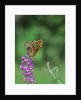 Greater fritillaries butterfly on flower by Anonymous