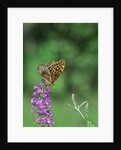 Greater fritillaries butterfly on flower by Anonymous