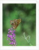 Greater fritillaries butterfly on flower by Anonymous