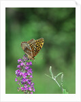 Greater fritillaries butterfly on flower by Anonymous