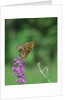 Greater fritillaries butterfly on flower by Anonymous