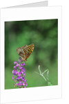 Greater fritillaries butterfly on flower by Anonymous