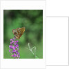 Greater fritillaries butterfly on flower by Anonymous