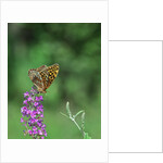 Greater fritillaries butterfly on flower by Anonymous