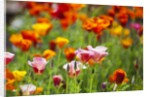 Poppies in Full Bloom by Anonymous