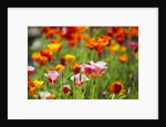 Poppies in Full Bloom by Anonymous