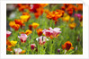 Poppies in Full Bloom by Anonymous