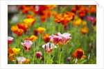 Poppies in Full Bloom by Anonymous