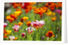 Poppies in Full Bloom by Anonymous