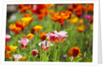 Poppies in Full Bloom by Anonymous