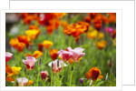 Poppies in Full Bloom by Anonymous