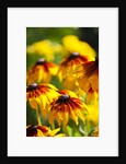 Cherokee Sunset Cone Flowers in Bloom by Anonymous