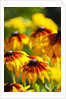 Cherokee Sunset Cone Flowers in Bloom by Anonymous