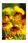 Cherokee Sunset Cone Flowers in Bloom by Anonymous