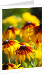 Cherokee Sunset Cone Flowers in Bloom by Anonymous