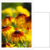 Cherokee Sunset Cone Flowers in Bloom by Anonymous