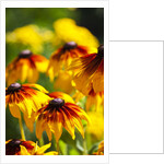 Cherokee Sunset Cone Flowers in Bloom by Anonymous