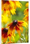 Cherokee Sunset Cone Flowers in Bloom by Anonymous