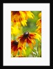 Cherokee Sunset Cone Flowers in Bloom by Anonymous