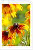 Cherokee Sunset Cone Flowers in Bloom by Anonymous