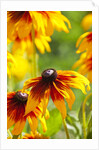Cherokee Sunset Cone Flowers in Bloom by Anonymous