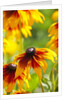 Cherokee Sunset Cone Flowers in Bloom by Anonymous