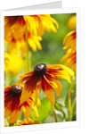 Cherokee Sunset Cone Flowers in Bloom by Anonymous