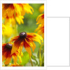Cherokee Sunset Cone Flowers in Bloom by Anonymous
