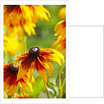 Cherokee Sunset Cone Flowers in Bloom by Anonymous
