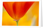 Summer Mission Bell Poppies in Full Bloom by Anonymous