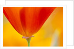 Summer Mission Bell Poppies in Full Bloom by Anonymous