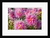 closeup Dahlia field, Canby, Oregon, Pacific Northwest. United States by Anonymous