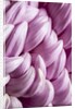 Giant Chrysanthemums by Anonymous