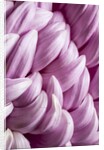 Giant Chrysanthemums by Anonymous