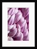 Giant Chrysanthemums by Anonymous