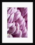 Giant Chrysanthemums by Anonymous