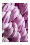 Giant Chrysanthemums by Anonymous