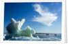 Sea Ice, Hudson Bay, Canada by Anonymous