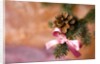 Close-up of Christmas decorations against blurred background by Anonymous