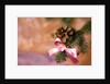 Close-up of Christmas decorations against blurred background by Anonymous