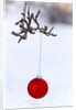 Close-up of red bauble hanging on branch against blurred background by Anonymous