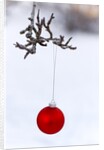 Close-up of red bauble hanging on branch against blurred background by Anonymous