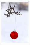 Close-up of red bauble hanging on branch against blurred background by Anonymous