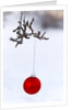 Close-up of red bauble hanging on branch against blurred background by Anonymous