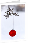 Close-up of red bauble hanging on branch against blurred background by Anonymous