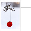 Close-up of red bauble hanging on branch against blurred background by Anonymous